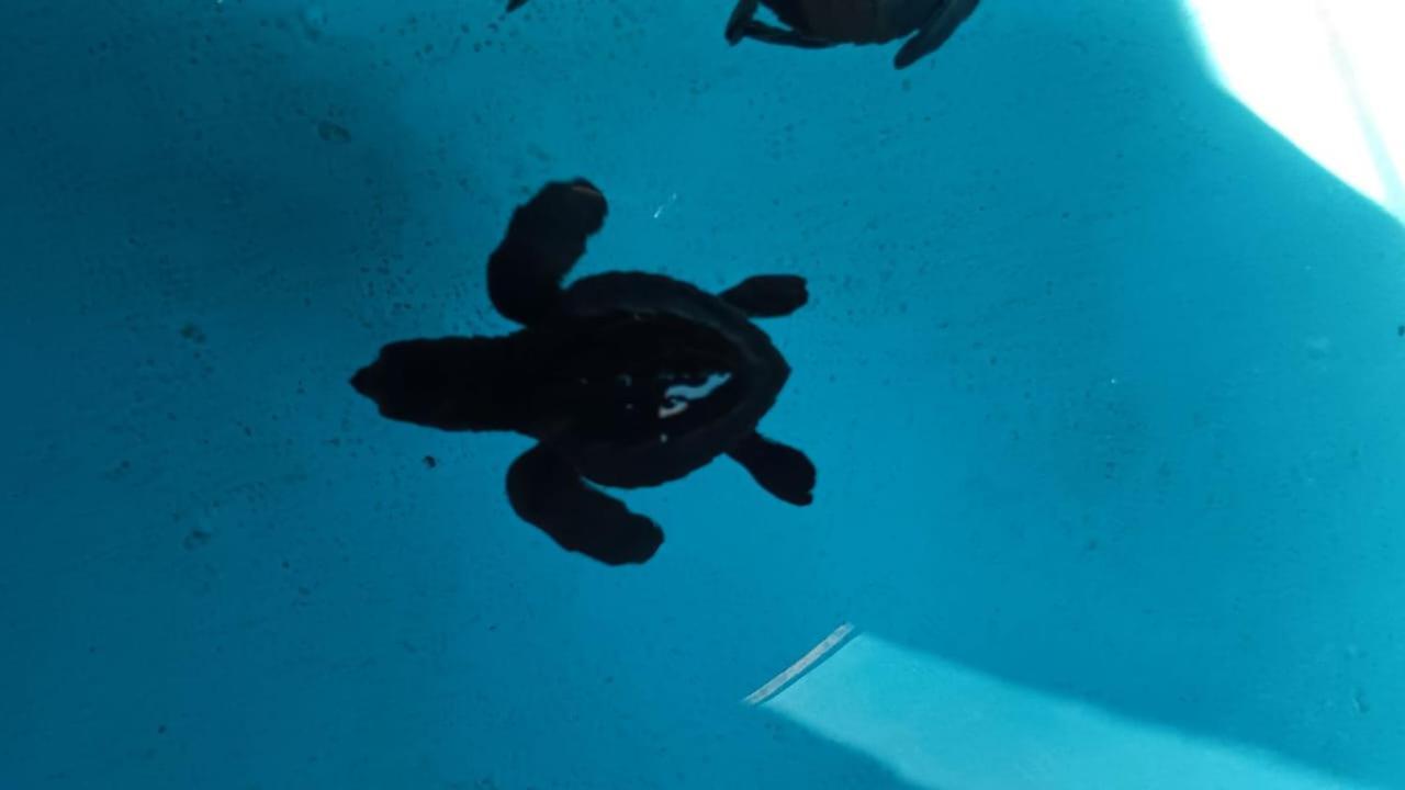 The Beach Bungalows & Turtle Sanctuary Pemuteran Exteriör bild