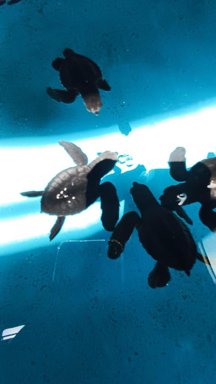 The Beach Bungalows & Turtle Sanctuary Pemuteran Exteriör bild