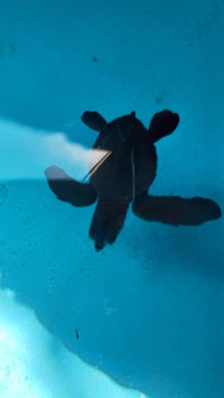 The Beach Bungalows & Turtle Sanctuary Pemuteran Exteriör bild