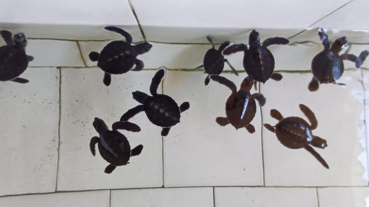 The Beach Bungalows & Turtle Sanctuary Pemuteran Exteriör bild