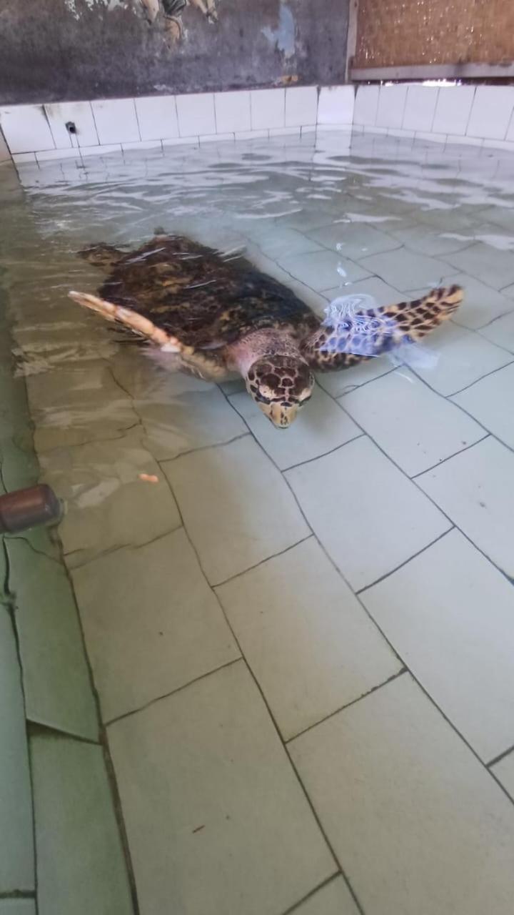 The Beach Bungalows & Turtle Sanctuary Pemuteran Exteriör bild