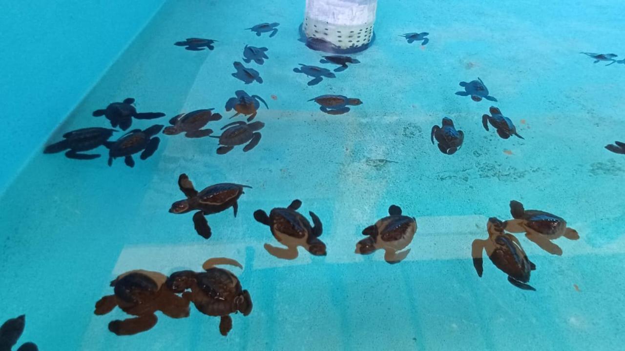 The Beach Bungalows & Turtle Sanctuary Pemuteran Exteriör bild